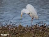 Grote zilverreiger goor